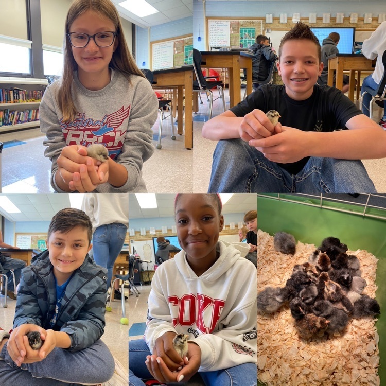 students holding chicks
